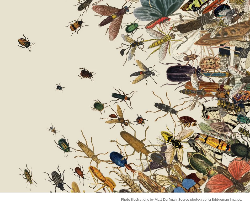 violin4all's tweet image. I wish young people today could experience the sheer number of insects that existed 40 years ago. I really miss them.