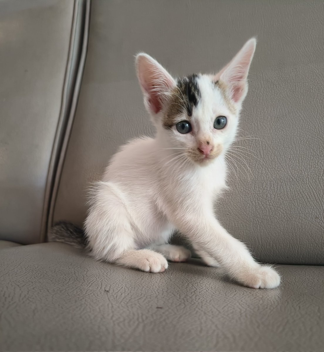 kucingnusa's tweet photo. dari 12 kittens, hamdalah udah 7 ke adopsi :')

kakak kakak yang masih cari adopsi kucing gratis alias FREE adopt, dom bandung/cimahi masih bisa dm aku yaaaa

adek adek ini masi cari forever home mereka :( https://t.co/XzLNk3426q