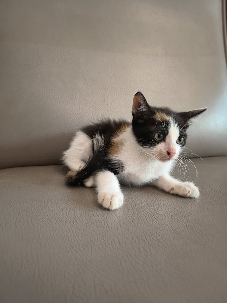kucingnusa's tweet photo. dari 12 kittens, hamdalah udah 7 ke adopsi :')

kakak kakak yang masih cari adopsi kucing gratis alias FREE adopt, dom bandung/cimahi masih bisa dm aku yaaaa

adek adek ini masi cari forever home mereka :( https://t.co/XzLNk3426q