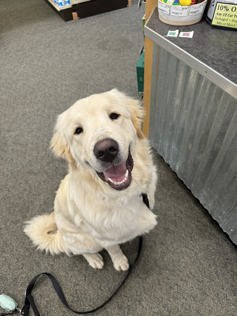 kathduck's tweet photo. @bunsenbernerbmd Handsome Shoog is an adorable, loving boy with a fierce bark.  85 lbs at eight months. https://t.co/j5PWIJZzis