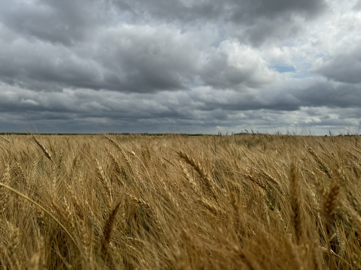 Miss being out in the field. Really love fieldwork and can’t wait to get back out there again!

#FieldWork #ResearchInAction #Agriculture #Teamwork %LoveWhatYouDo #SummerResearch