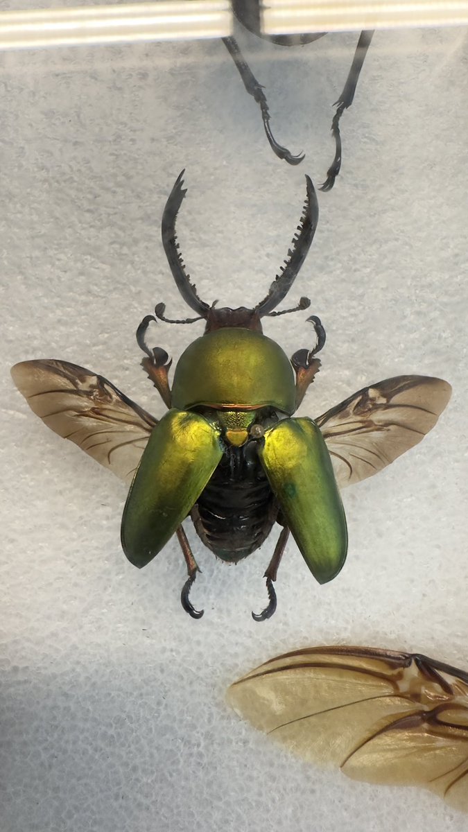 Franklyn Cala-Riquelme. Dr. tweet media