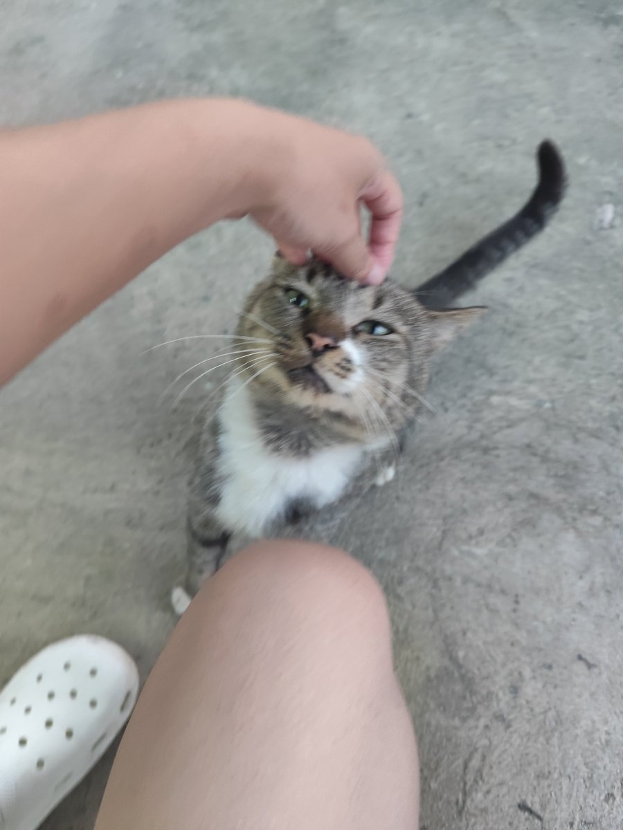 purritto's tweet photo. collecting furriends everywhere :)) https://t.co/hTPbxhhYOM