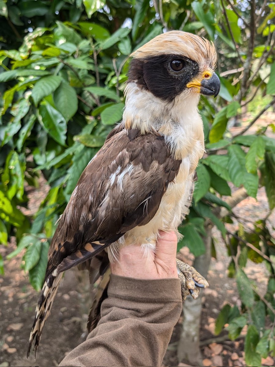 mattthesparrow's tweet photo. I am honestly flabbergasted. Today I ringed what for me is one of the most stunning birds of prey - the Laughing Falcon. They primarily feed on snakes, as the armoured feet show. What a privilege to see such a beautiful raptor so close https://t.co/O68ZqewIui