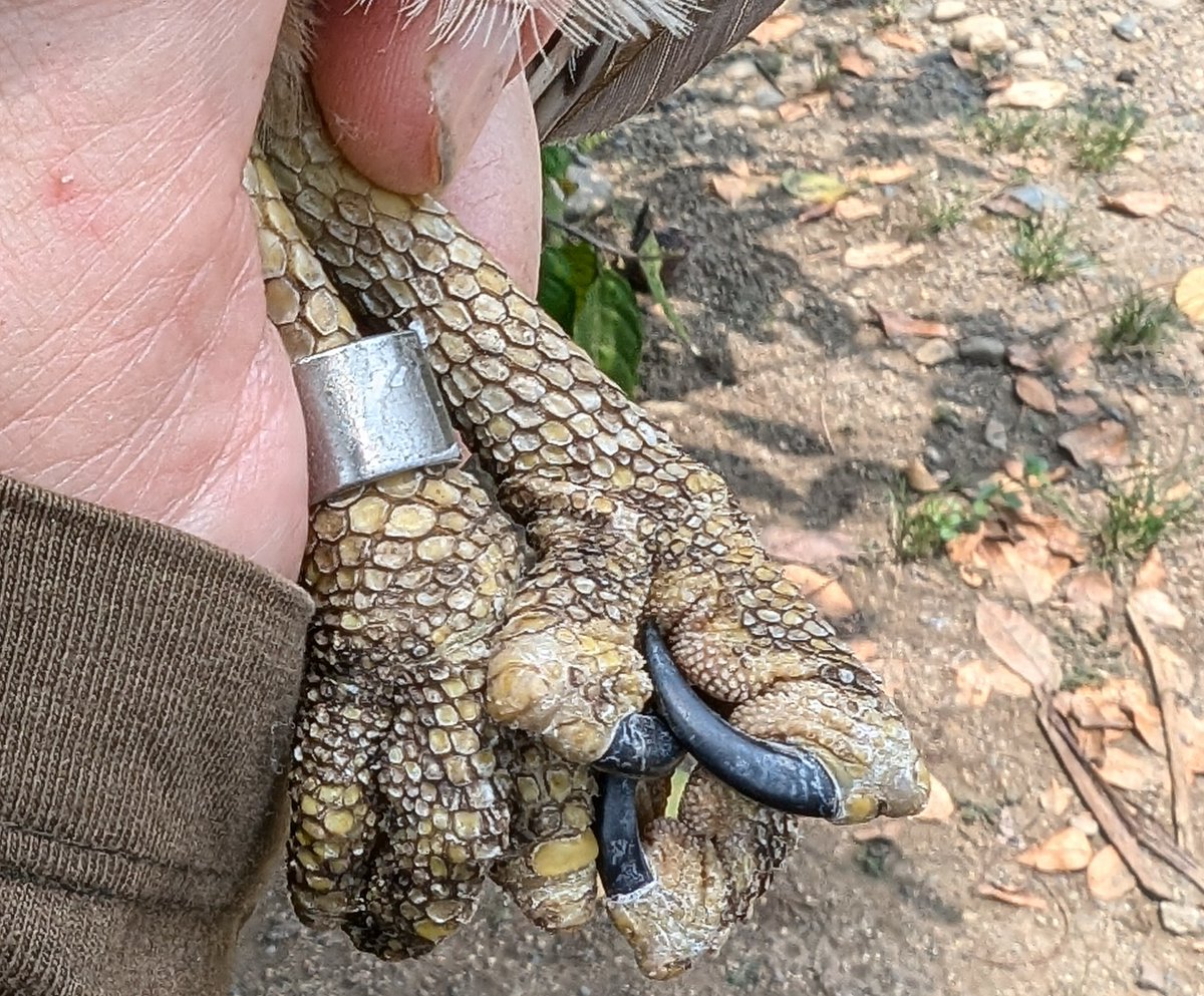 mattthesparrow's tweet photo. I am honestly flabbergasted. Today I ringed what for me is one of the most stunning birds of prey - the Laughing Falcon. They primarily feed on snakes, as the armoured feet show. What a privilege to see such a beautiful raptor so close https://t.co/O68ZqewIui