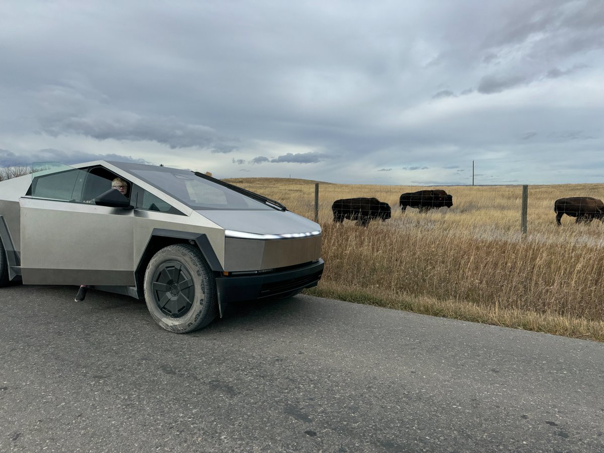 The Cybertruck enjoying the last leaves of fall and where the buffalo roam - southwest of Calgary in the foothills of the Rocky Mountains.
