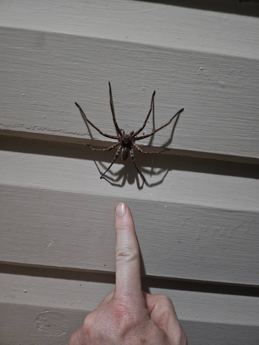 michaelbergla's tweet photo. Australia. I'll give him a boop and see if he acts surprised. https://t.co/Afx9XTjQJS