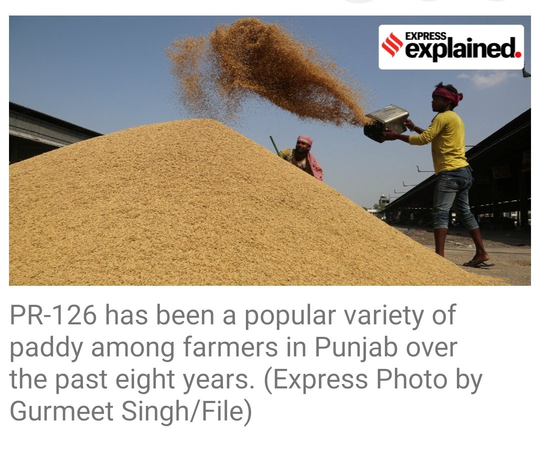 How PR 126 became cente of controversy ? 
The Punjab Agricultural University's short-duration paddy variety is at the centre of controversy in the state for its allegedly low milling out-turn. But the real culprit might be non-certified hybrids that seem to have flooded the