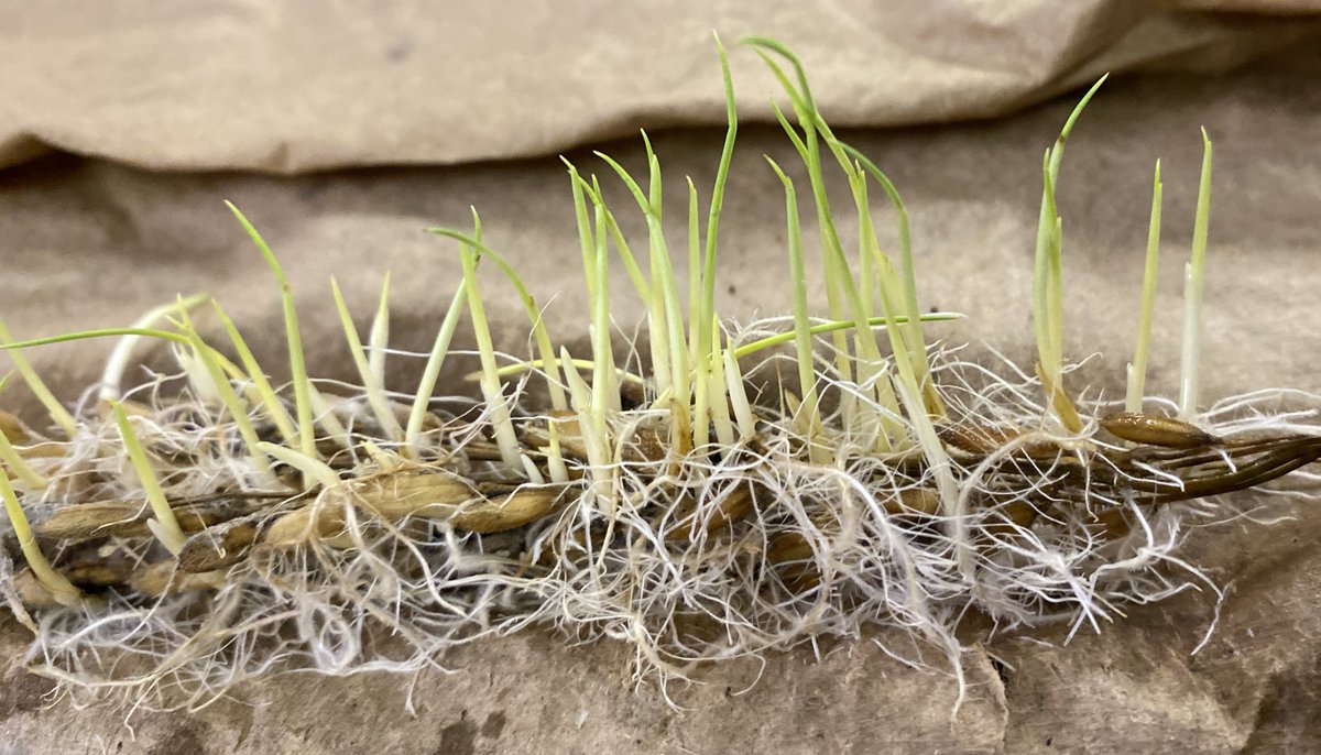 Gurjeet_AgSci's tweet photo. #ResearchUpdate2024 πΊπΈ
#RiceTeam was busy to screen #Pre-harvest sprouting test of diverse panel #Rice germplasm accessions and got some interesting results @TAMUAgriLifeBEL @txresearch @AgriLife @TAMU
Stay tuned for more updates!
#RiceBreeding
#Agriculture
#AgTweet https://t.co/ACFf5yoIm6