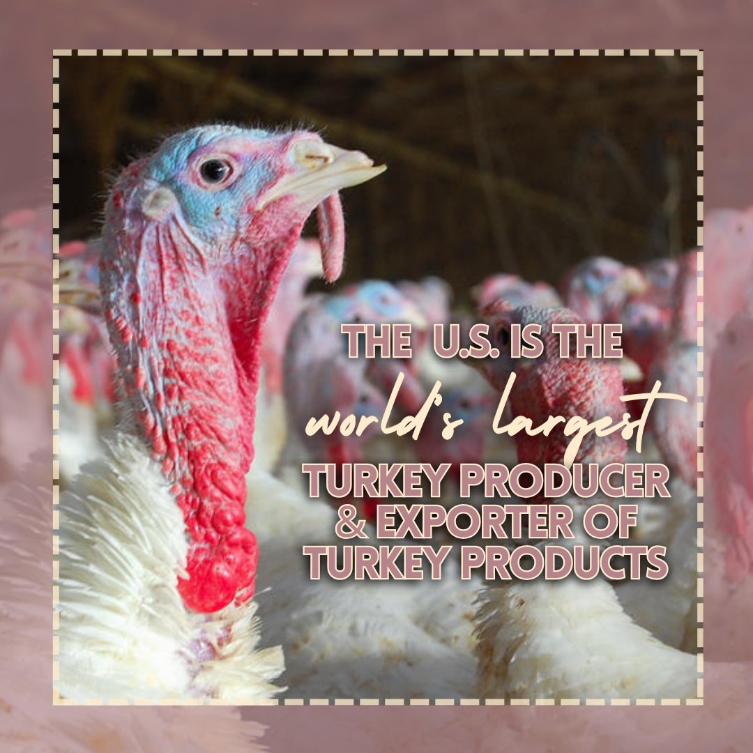 AlexisMain398's tweet photo. Did you know the U.S. is the top turkey producer and exporter of turkey products in the world ⁉️That’s pretty impressive!

It’s not just for Thanksgiving - Just think of the turkey legs we all know and love 🍗

⬇️ Check out what states top the board for turkey production!

#CAO24 https://t.co/vHwnDoNBih