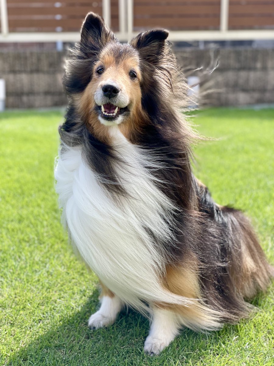 ぷるころ tweet media