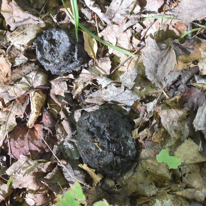 GreatLakesFungi's tweet photo. Location: Upper Peninsula
Shape: Segmented, clumped
Size: Large, not scattered
Suspect: Black Bear
#ScatSunday https://t.co/48LfDK0l7K