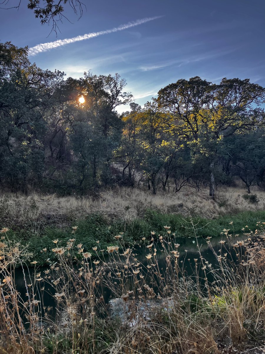 MelodyStardust's tweet image. Late afternoon #trailwalk