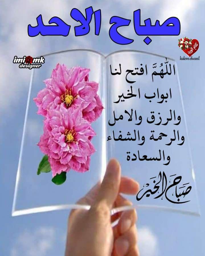 alaa amy tweet media