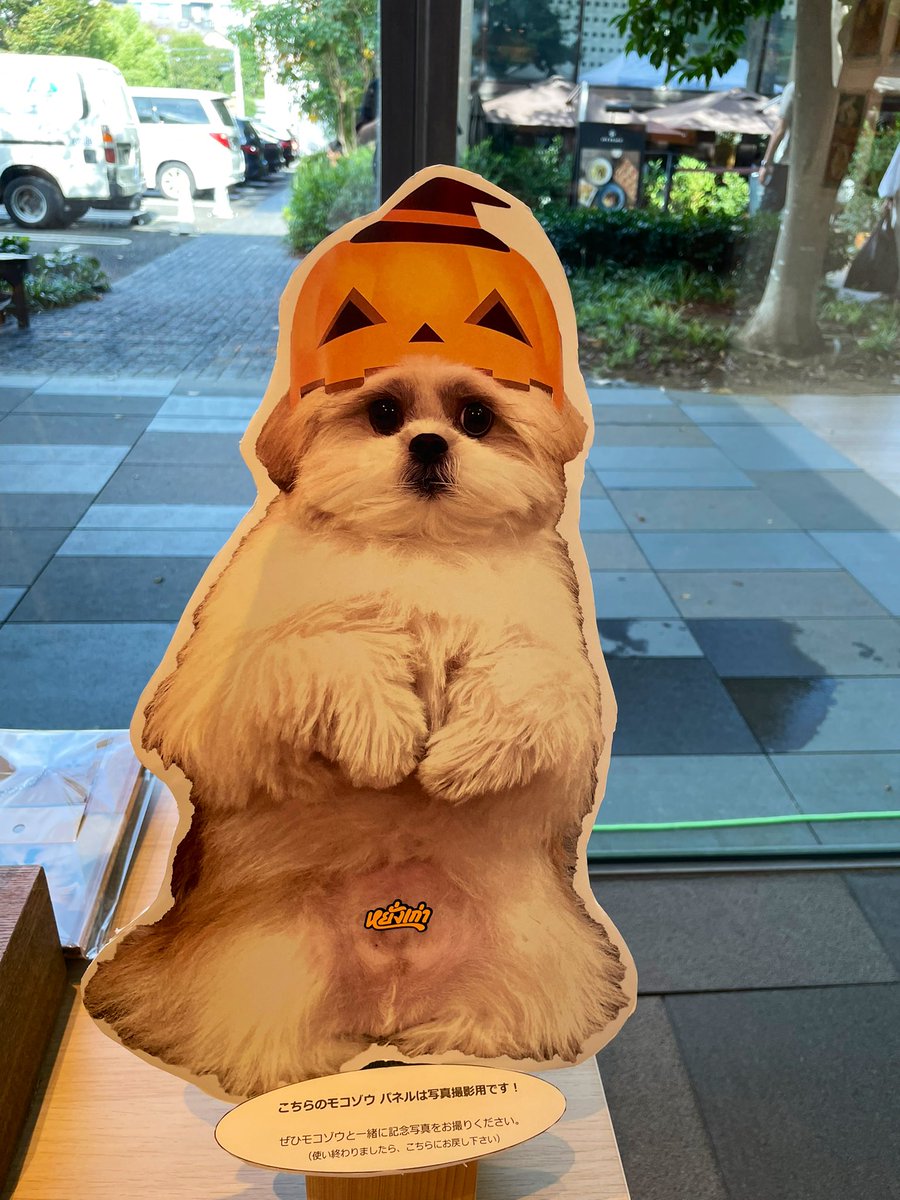 モコゾウ キャップ ヤンガオ 【公式通販】