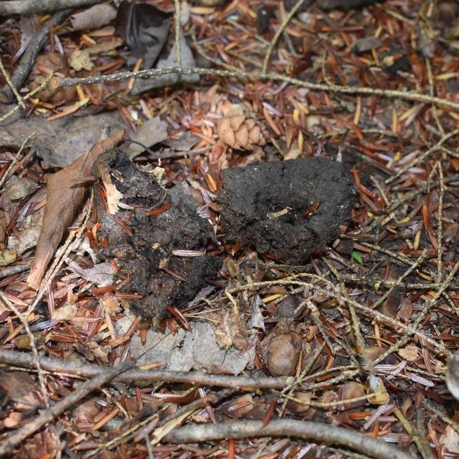 GreatLakesFungi's tweet photo. Location: Porcupine Mountains
Size: medium, multiple piles
Shape: smooth and uniform, not segmented
Suspect: I am leaning toward possum, since the ends don't taper, it was left uncovered, and the texture seemed too smooth to be raccoon.
#ScatSunday https://t.co/HXc2GNX3LN