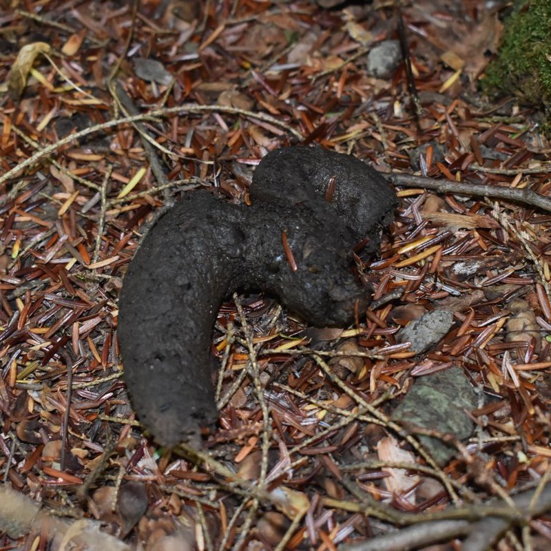 GreatLakesFungi's tweet photo. Location: Porcupine Mountains
Size: medium, multiple piles
Shape: smooth and uniform, not segmented
Suspect: I am leaning toward possum, since the ends don't taper, it was left uncovered, and the texture seemed too smooth to be raccoon.
#ScatSunday https://t.co/HXc2GNX3LN