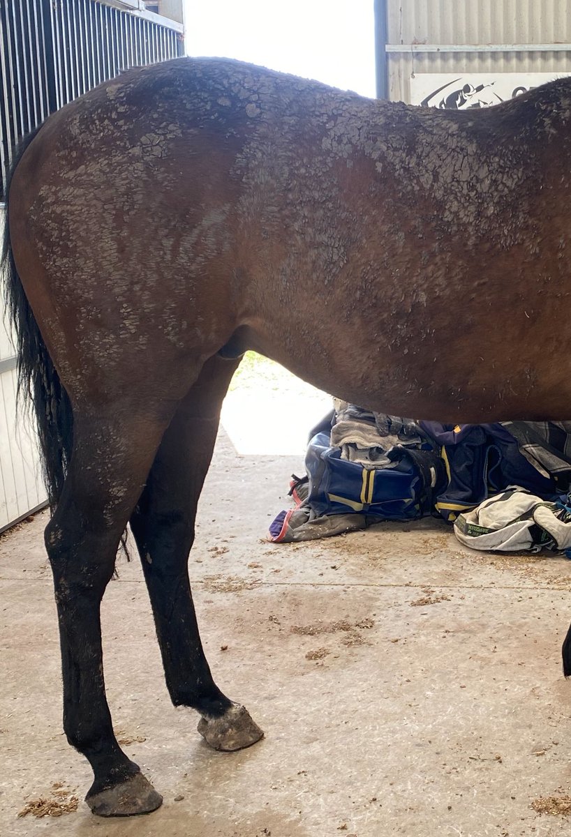 Surrey Thunder aka Jack in for a much needed bath and fresh rugs 🤦‍♀️ He had a fair bit of fun in the mud after the recent heavy rain. <a href="/RACEDHorses/">R.A.C.E.D</a>