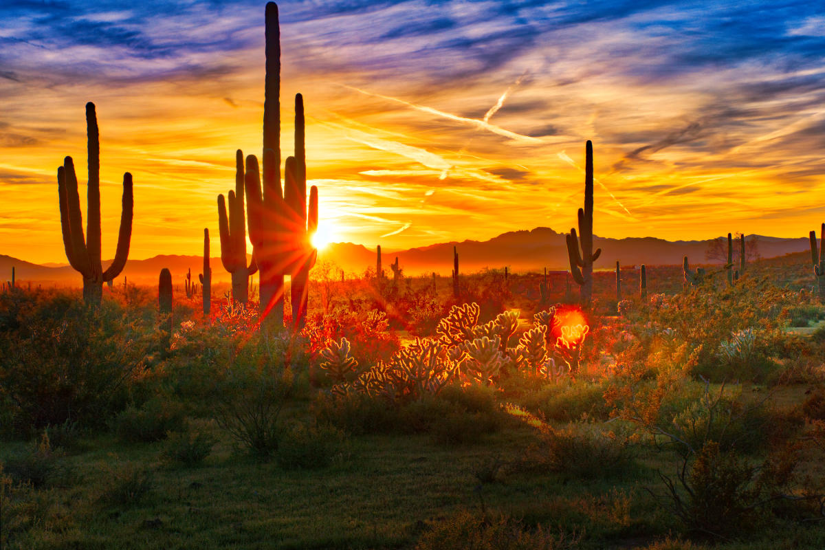 jeffreym_nelson's tweet image. Arizona is the best state in the world because we don&apos;t recognize fall. It will be 100+ degrees for 200 days straight and then you wake up and winter started already.