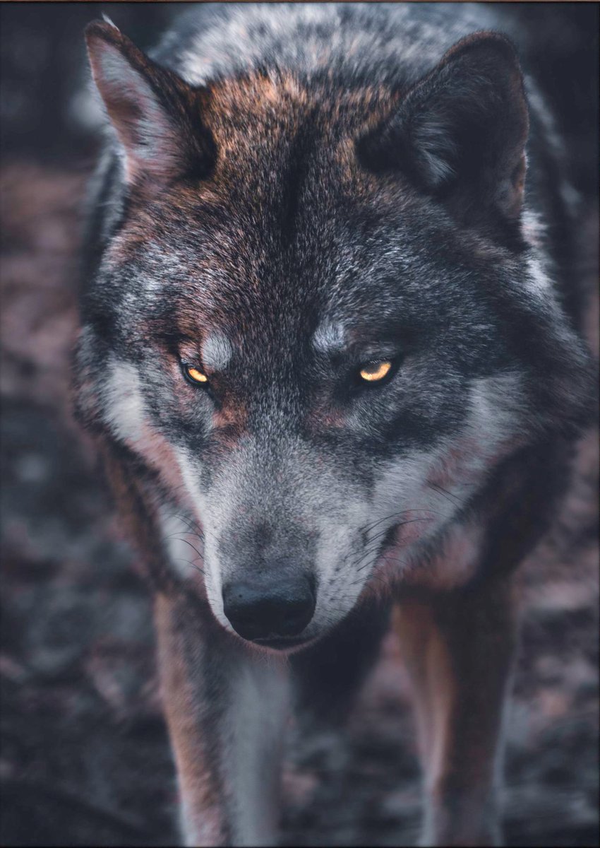 Türk (@turuksoz) on Twitter photo 