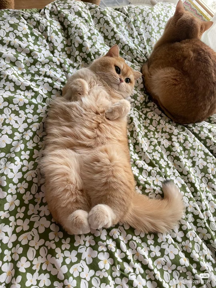 nocontextscats's tweet photo. Potato 🥔 https://t.co/IOXlqYSJFe