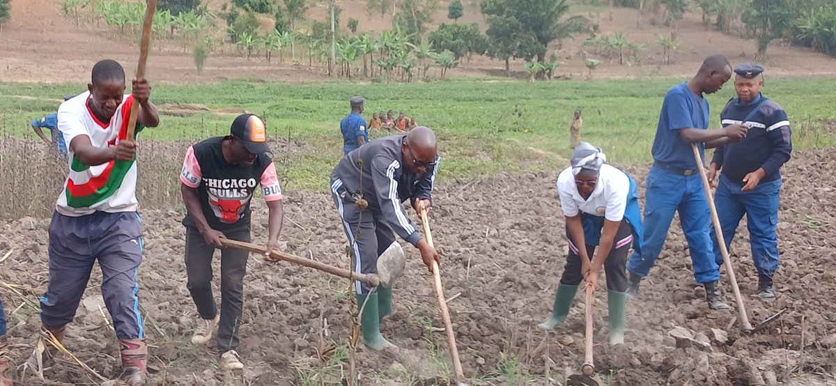 PButanyerera's tweet photo. #Burundi: Kuri uyu wa gatandatu, Buramatari wa #Kirundo Col pol Victor Segasago aherekejwe n'umuhanuzi wiwe ajejwe intwaro n'ubutunzi, yifatanije n'abenegihugu bo mûri komine #Gitobe mu bikorwa rusangi vyo kurima umurima wa komine uzoterwamwo ibigori, ku mutumba wa #Bigombo. https://t.co/lhHP6Q38Tf