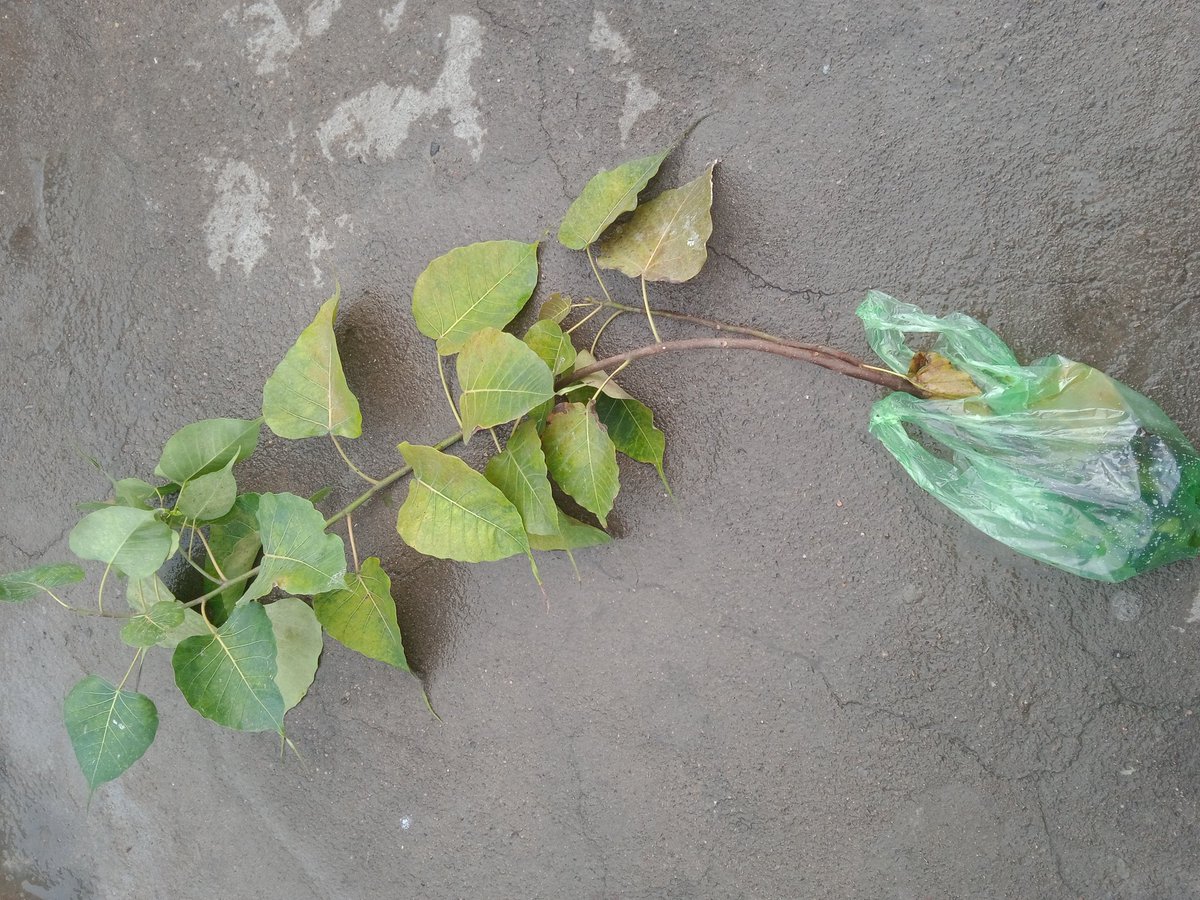 YuneetBisen's tweet photo. Ready for planting in this  right  place, this plant was in a house wall   #peepal tree # oxygen factory https://t.co/XTLrlQi80V