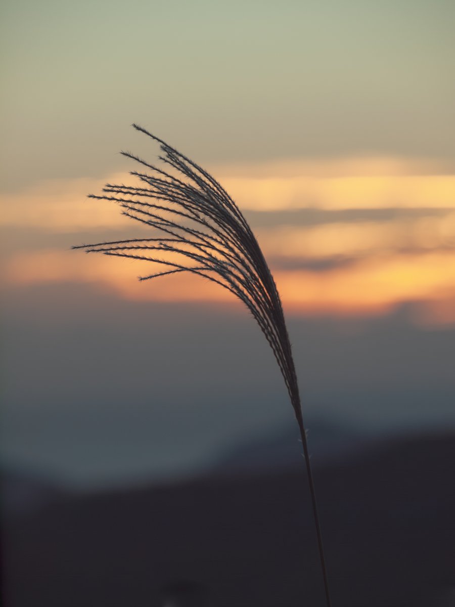 force_s's tweet photo. 戦ぐ夕焼け
https://t.co/RnavtxrOt4
#Olympus #E620 #ZDED50200 #FourThirds #光 #夕焼け https://t.co/OPQPM1dHcc