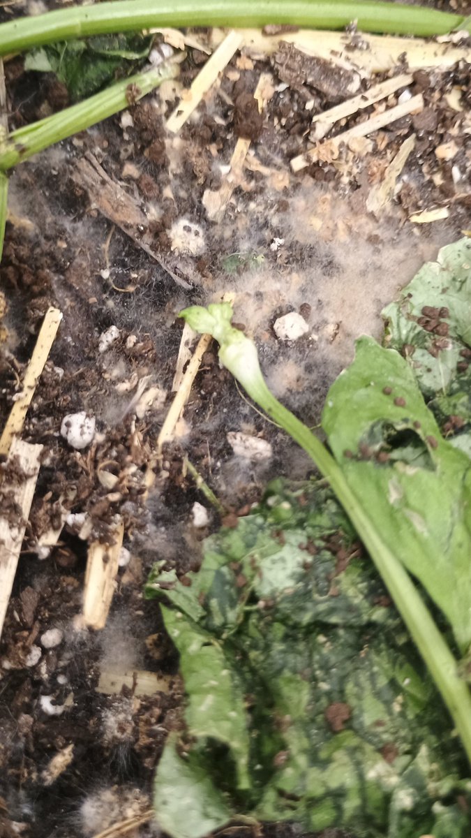 DjVisionaire tweet media