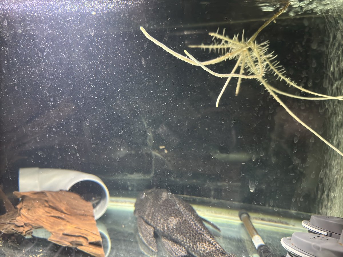 ArkerHide's tweet photo. 2週間ぶりに水換えして気がついた。
ミニモンステラの根が、いつの間にか水槽に.....
水質維持に良さそうなのでok!

#アクアリウム　#ミニモンステラ https://t.co/MwjOapFTDR