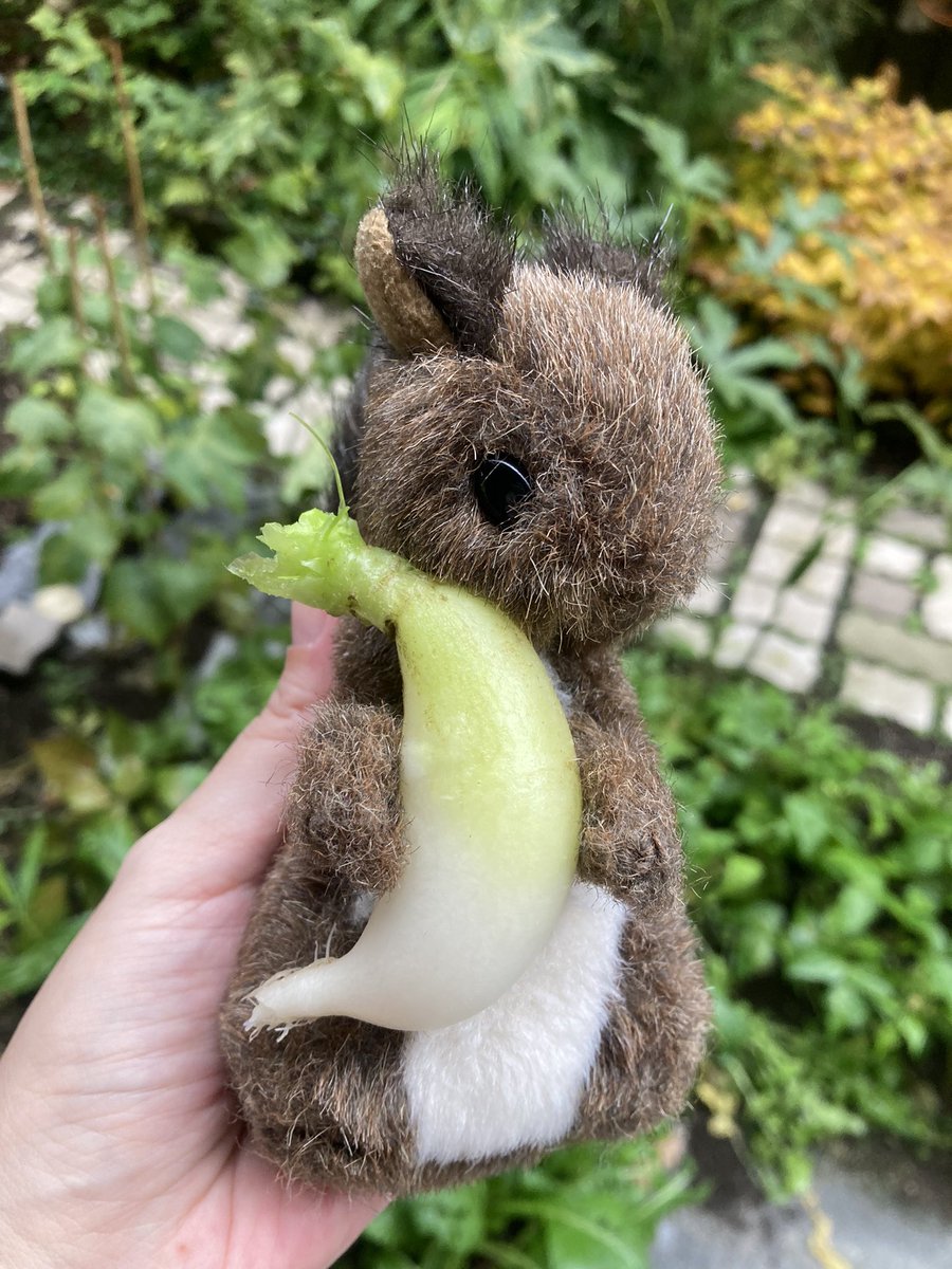 ミニ大根も採れたよ。リスにぴったりの大きさだね。