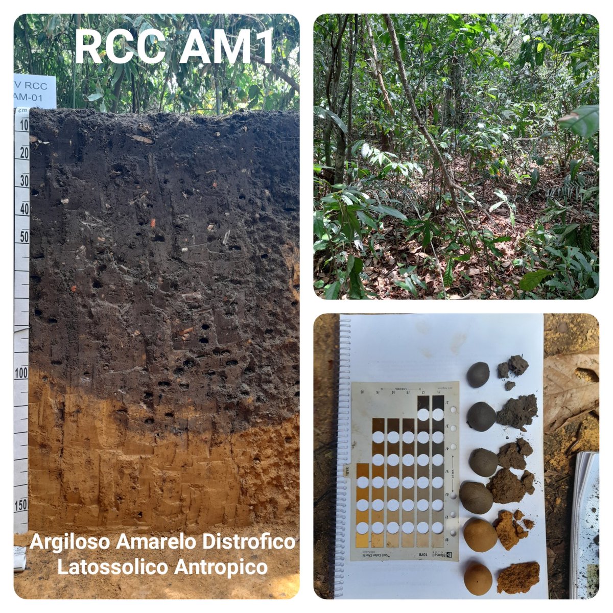 Brazilian Soil Classification and Correlation Meeting - Middle Amazon River Valley, Brazil