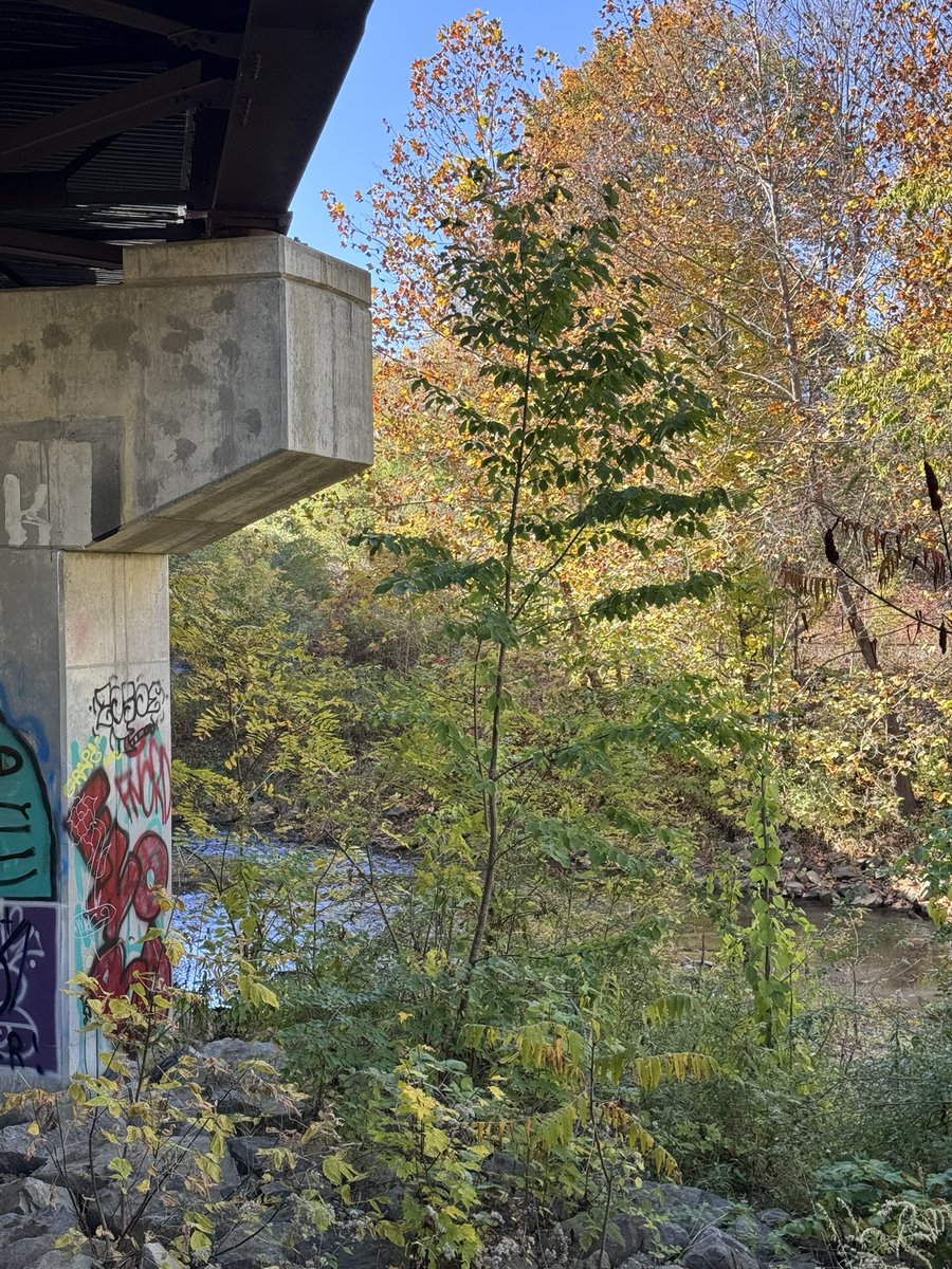 inmemoriamhjp's tweet image. spent the day in nature! (park clean-up &amp;amp; studying outside) 

🏞️🌿 #studytwt #archivetwt