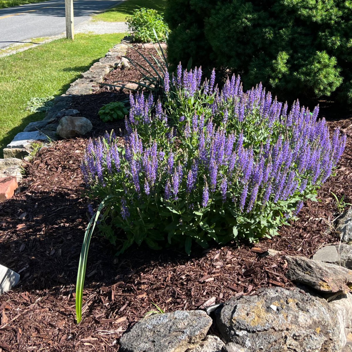 summerzagain38's tweet photo. @DMiller52325459 #SimpleSaturday #SimplySummer🌿 https://t.co/CGI9szUYc2