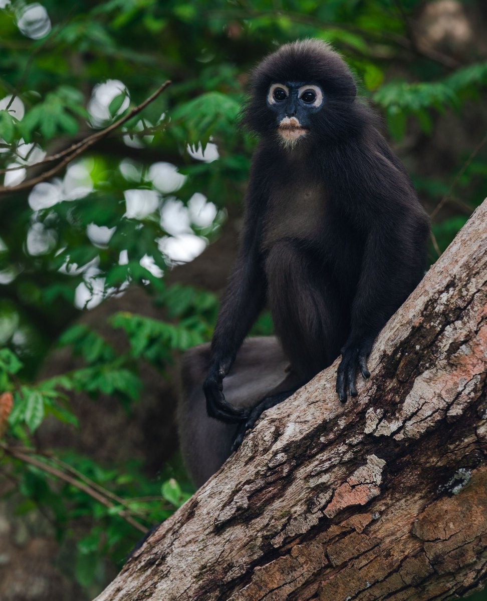 DataiLangkawi's tweet photo. Say hello to the Dusky Langurs who have made our resort their home! These skilled acrobats leap effortlessly through the trees and play a key role in seed dispersal. Meet these charming residents during your stay!
⁠
⁠
#TheDataiLangkawi #DiscoverDatai https://t.co/7iHa8KYT14
