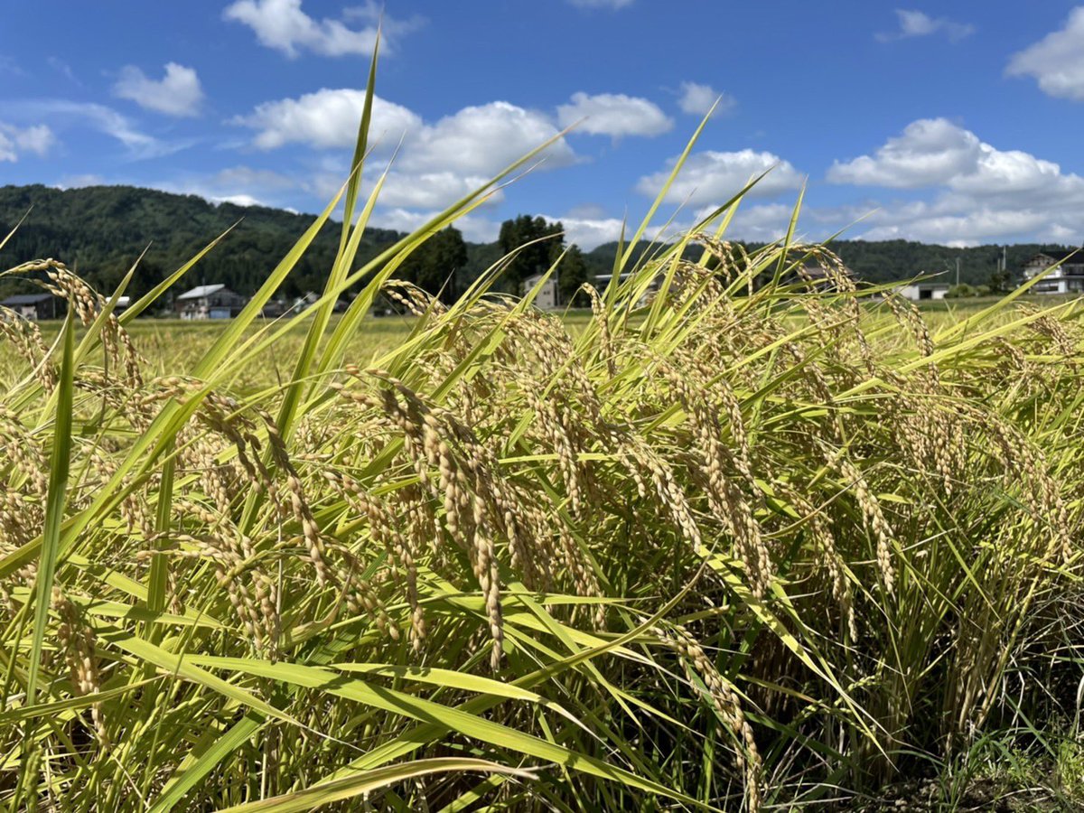 denzenfarm's tweet photo. 新米メルカリで販売開始記念✨
第124回プレゼント企画🎁
魚沼産コシヒカリ
2キロ×1名様にプレゼント✨

☆応募方法
①フォロー＆
②このポストをリポスト
〆切は10月24日木曜日23時59分まで
当選結果はDMにてご連絡します🙇‍♀️

メルカリ↓
https://t.co/9gKwS5usLu

BASE↓
https://t.co/SQVH7F7xAo https://t.co/Il9cse0CyW