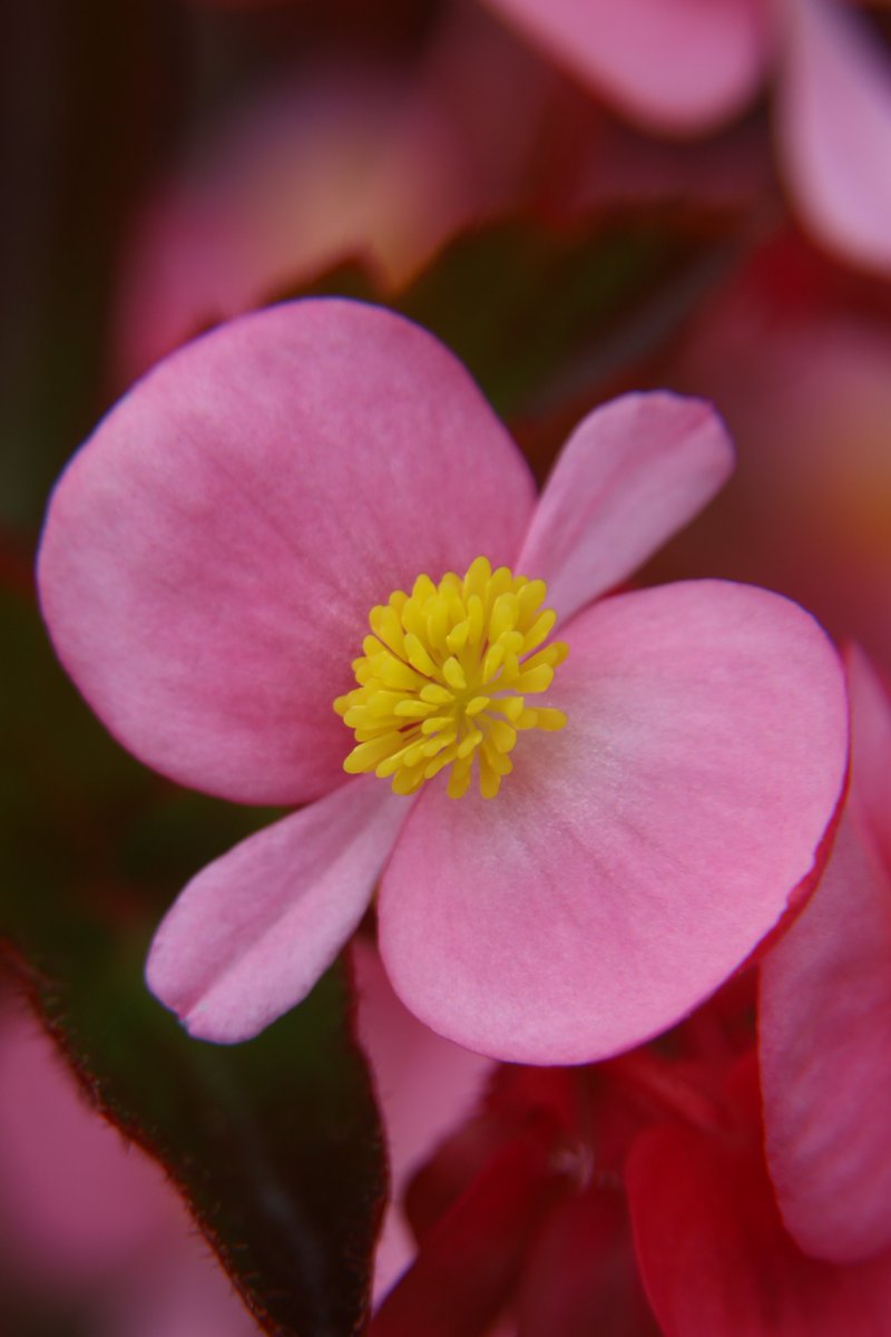 gontanokoneroku's tweet image. Begonia 😯

#Photography #Flowers #Begonia