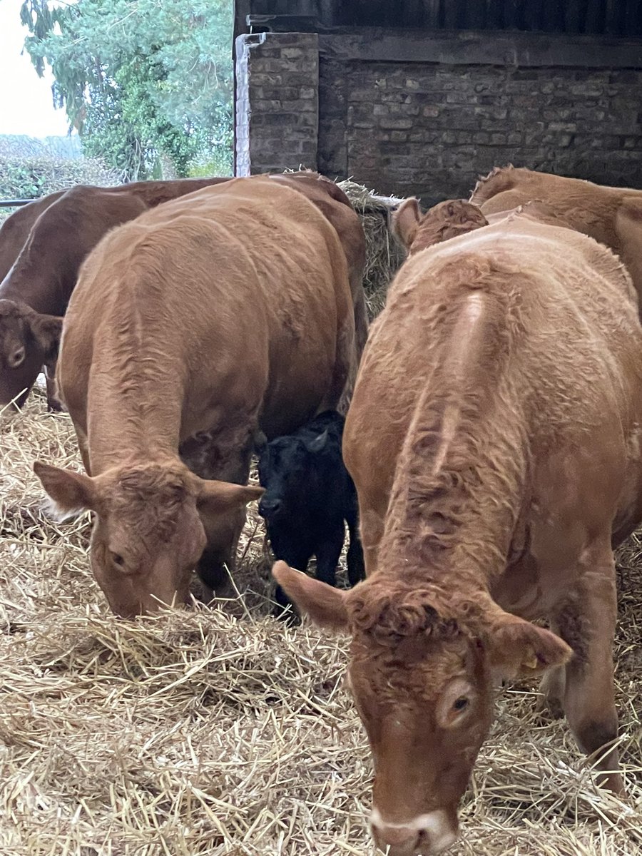 We have our first little addition this season! 

A little angus x bull calf born without assistance last night to a first time mum.  

He’s already skipping about, let’s hope there are a few friends to join him soon! 🐮