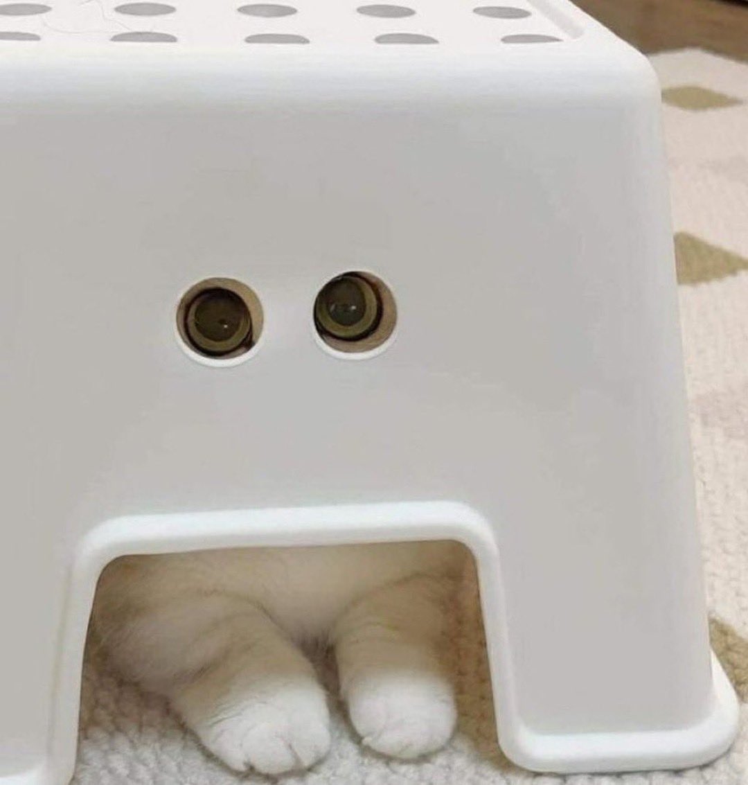 𖤐 ᵀᴼᵀᴬᴸᴸʸ 𓆩𓁺𓆪 ᴮᴵᵀᶜᴴᶜᴬᴷᴱˢ 𖤐 tweet media