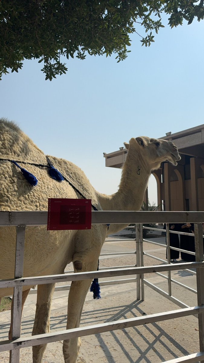 BngaMo's tweet photo. وحش الجبل https://t.co/BJzNlm3QBb