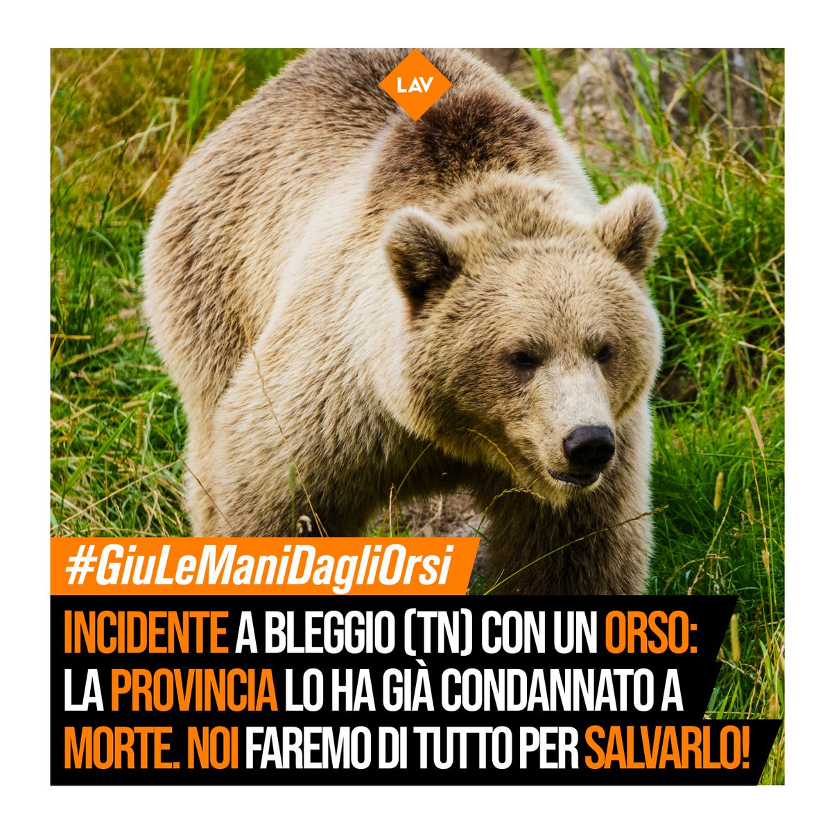 LAV_Italia's tweet photo. Altro incidente con un orso nei boschi trentini: ennesima prova del fallimento della politica di @MaurizioFugatti e della sua giunta, che non ha informato i cittadini sulle misure di prevenzione da attuare. Faremo il possibile per difendere l'orso dal piombo dei forestali!👇 https://t.co/JJD441x2Uf