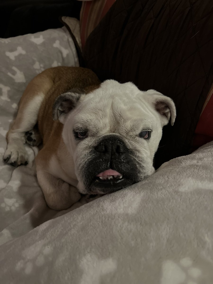 BulldogPorter's tweet photo. It’s my Gotcha Day—back in 2013!—so 2 pics from then and 1 just now… https://t.co/1hSdXkYsI6