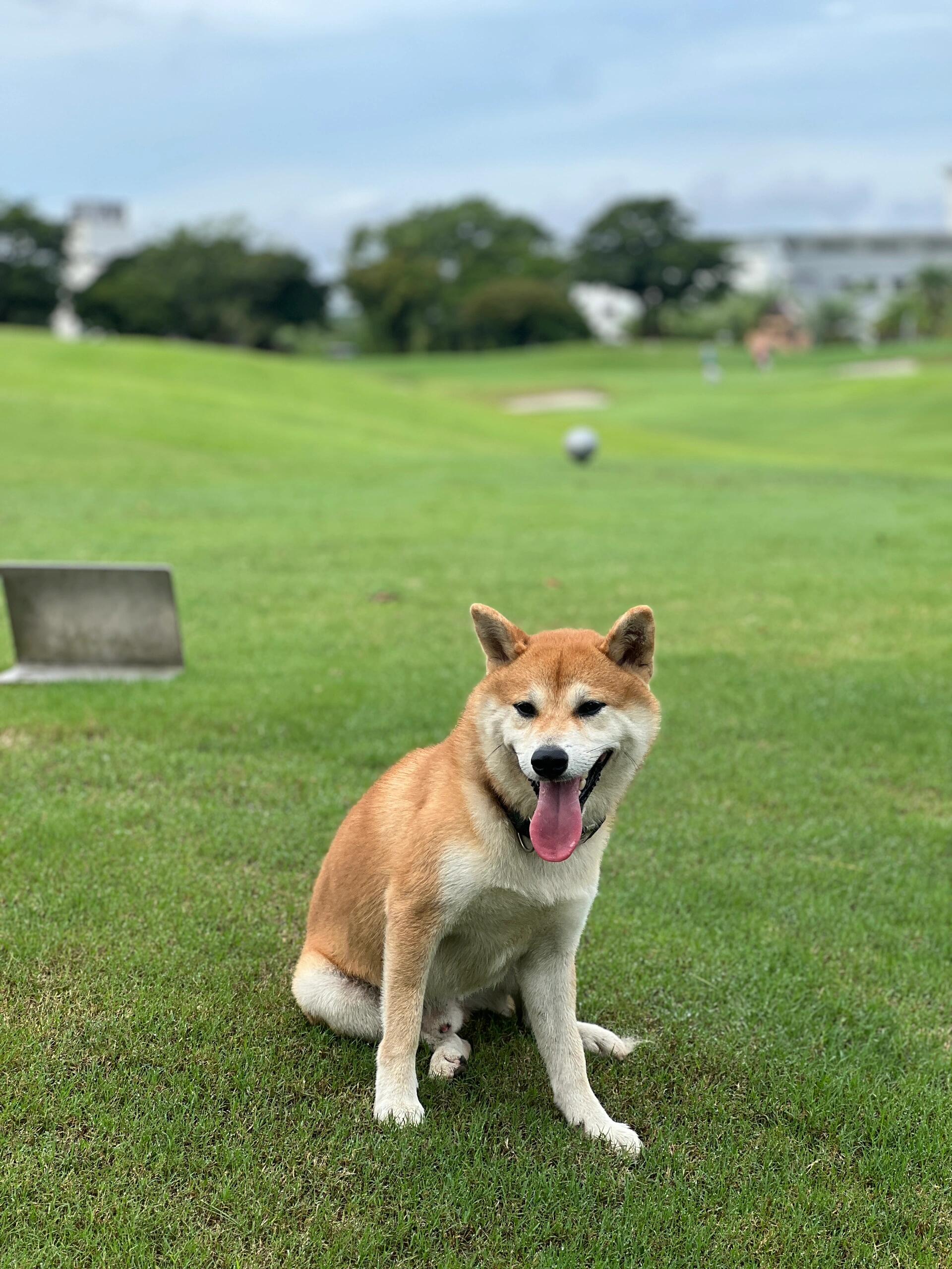 隣の犬！！！ I am sometimes laughed at and ridiculed, but that's okay