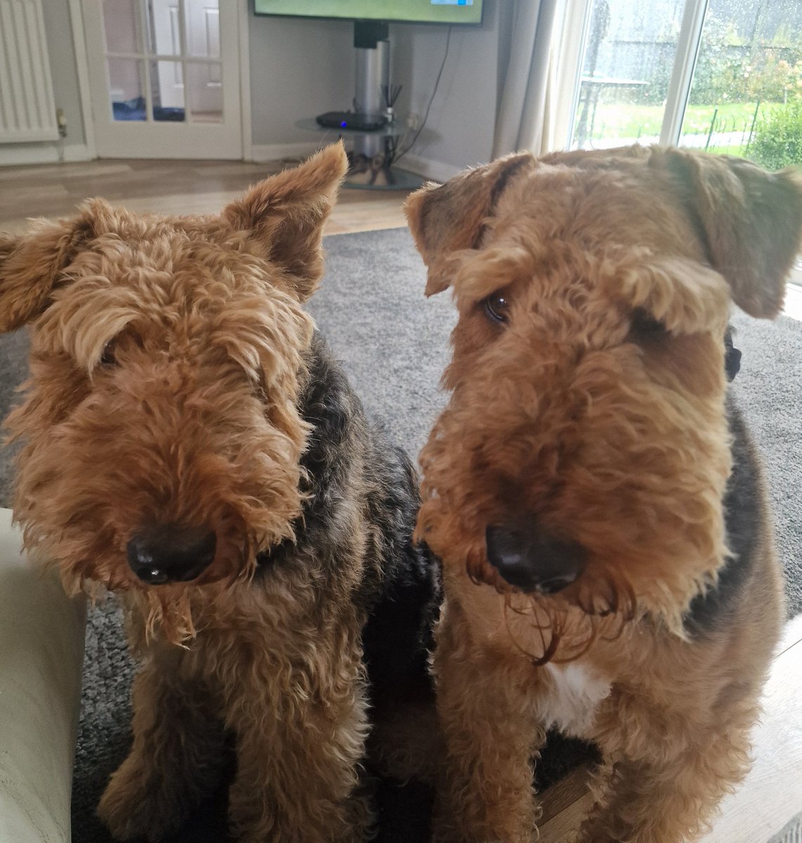 Good morning from Teddy and Beryl. Ivor is to the right of me on the sofa.  Ivor pushed too many of Teddy's buttons yesterday and Teddy, the most placid of bears, ended up reacting and snapped back. Quite alarming but no injuries and friends again now