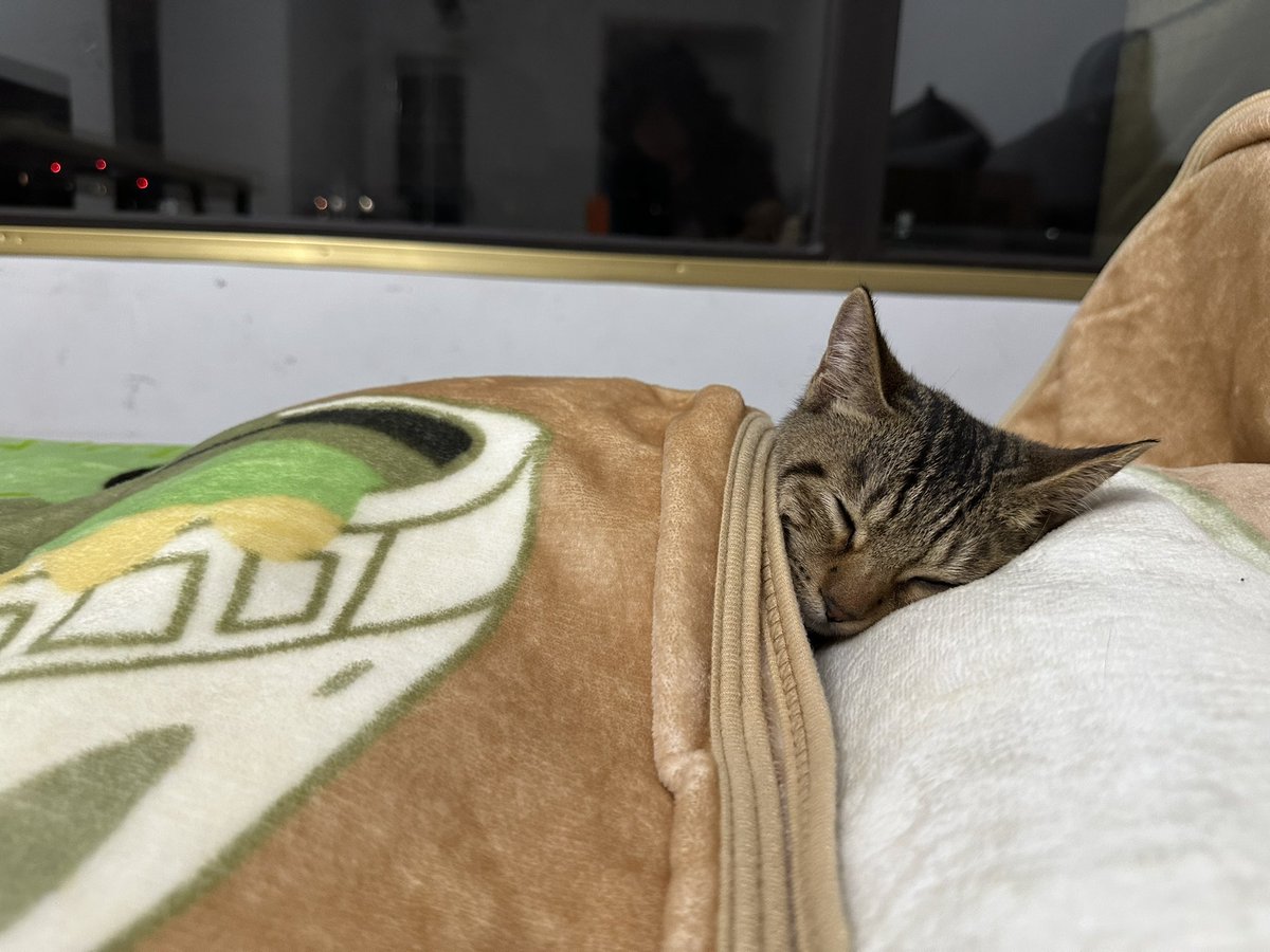猫形态和人形态无缝切换 https://t.co/LuJax8KjAX