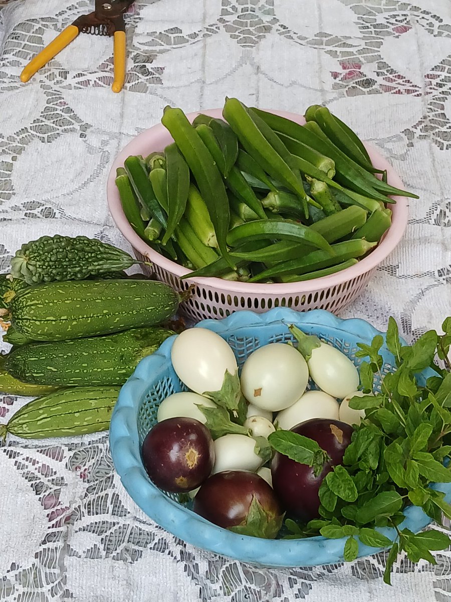 Fresh vegetables harvested from home garden