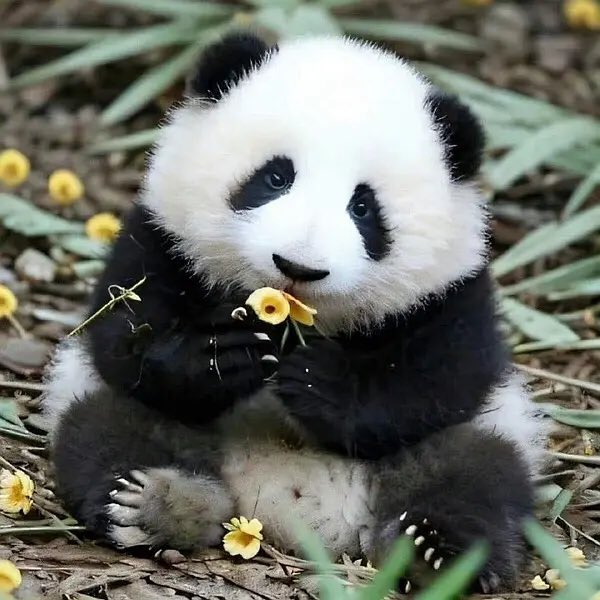 PandaImina's tweet image. ฮวาฮวาน่ารัก​ น่ากอด