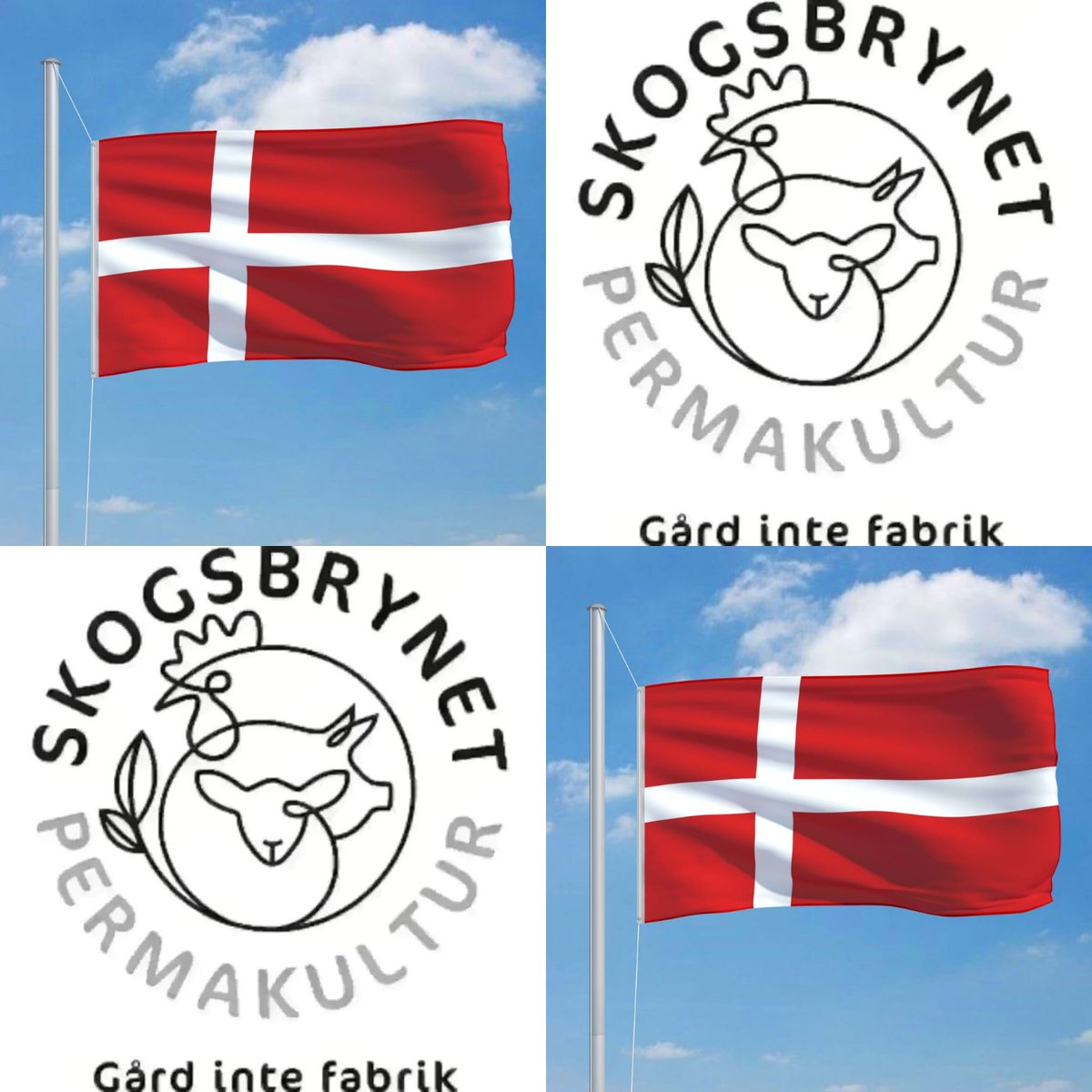 Så ramte annoncen!
Hjælp os gerne med at dele 🙏 Vi behøver flytte så mange æg og kyllinger som muligt 🙏
Pga problemerne med bilen den sidste uge, kommer vi nok først til at pakke og bekræfte endelig fredag når vi har kyllinger hjemme fra slagt 😊