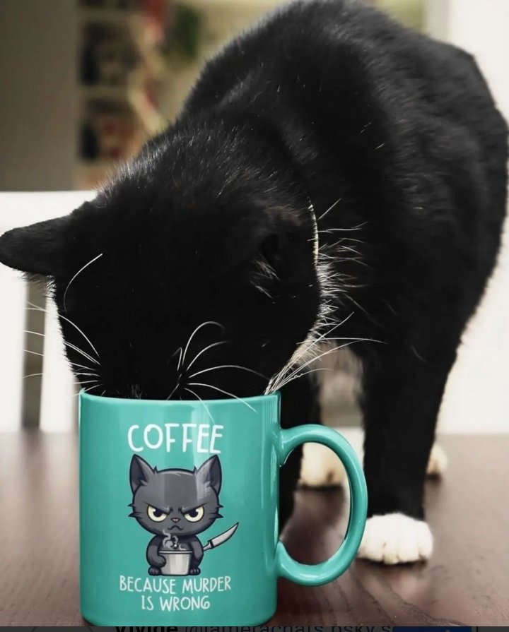 CorellaTej7982's tweet photo. #felizdomingo #sundaytoday #sundaycat #coffee #cafe #sundaycoffee #freeday 🫂🌺👏💋😍🤩🎉🥰🕊️🌹🌈✊😜👍😻🫶🤘🕺☕ https://t.co/QEDAhe6jXw