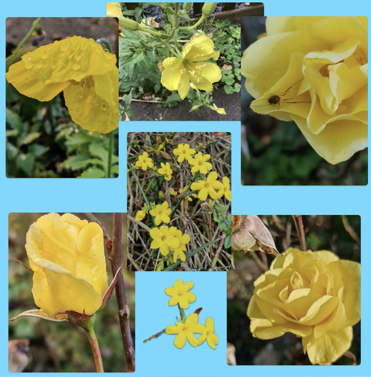 AntheaJames3's tweet image. #TwitterFriends   I’m taking a little #TwitterBreak.  Oh not this again I hear you say😂 I’ll be back in a few days. What’s the betting it be #RoseWednesday  #TakeCare  #LovelyFriends